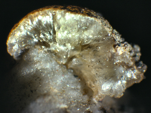 %_tempFileNameMargarite_LongHillXTrumbullCTCrop%