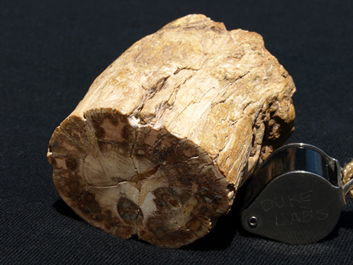 %_tempFileName0518_PetrifiedWood_Madagascar%