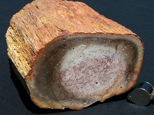 %_tempFileName0521_PetrifiedPalmwood_Brazil%