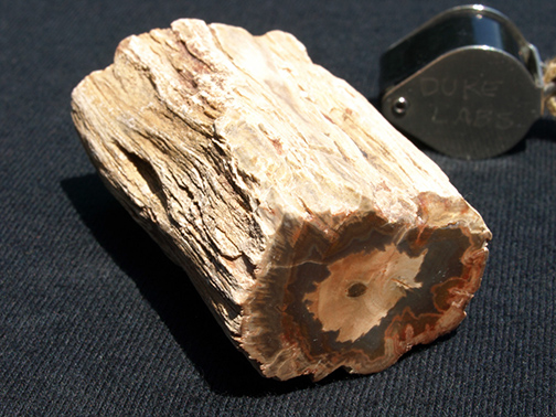 %_tempFileName0896_PetrifiedWood_Madagascar%