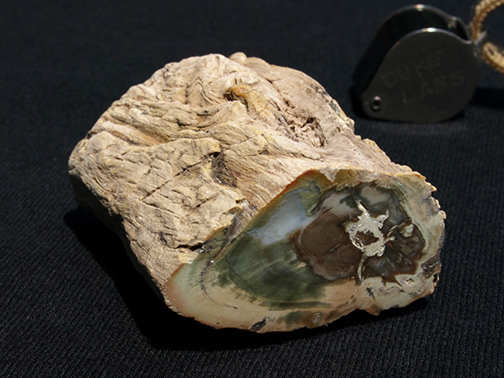 %_tempFileName0899_PetrifiedWood_Madagascar%