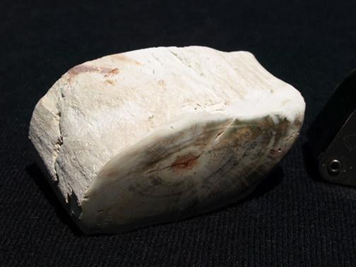 %_tempFileName0903_PetrifiedWood_Madagascar%