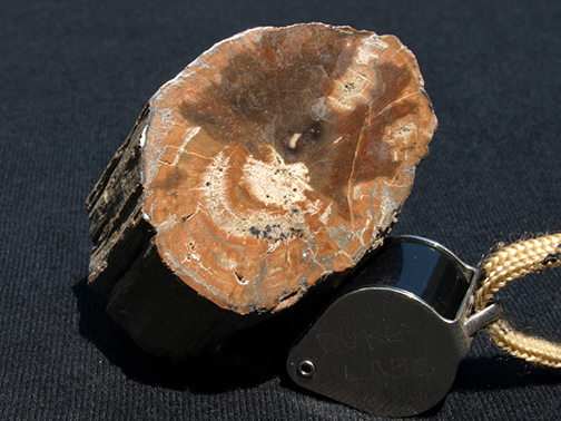 %_tempFileName0905a_PetrifiedWood_Madagascar%