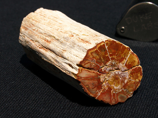 %_tempFileName0906_PetrifiedWood_Madagascar%