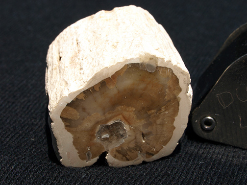 %_tempFileName0908_PetrifiedWood_Madagascar%