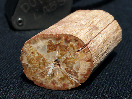 %_tempFileName0909_PetrifiedWood_Madagascar%