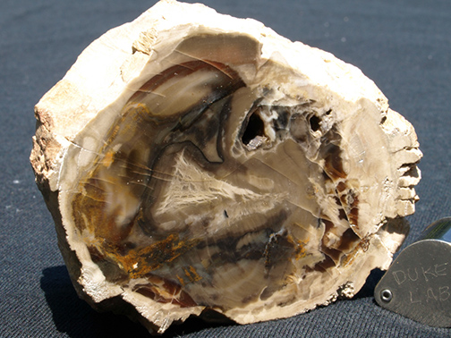 %_tempFileName0911_PetrifiedWood_Madagascar%