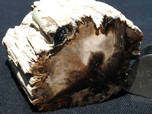 %_tempFileName0912_PetrifiedWood_Madagascar%