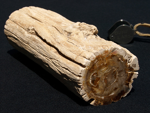 %_tempFileName0913_PetrifiedWood_Madagascar%