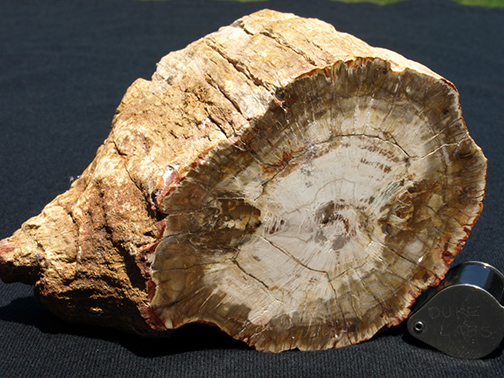 %_tempFileName0915a_PetrifiedWood_Madagascar%