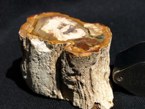 %_tempFileName1505a_Petrified%20Wood_Morocco%
