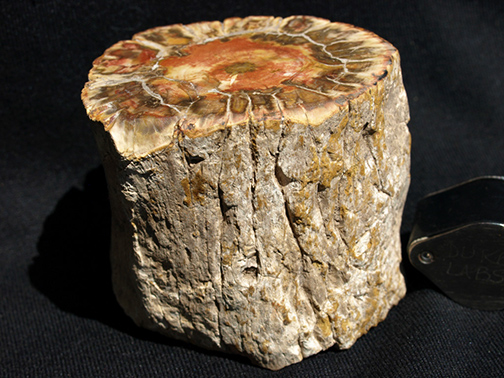 %_tempFileName1506a_Petrified%20Wood_Morocco%