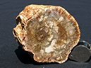 %_tempFileName0520_PetrifiedWood_Madagascar%