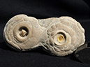 %_tempFileName1338a_Concretion_USA%