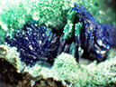 %_tempFileNameAzurite-Malachite_BisbeeAZCrop%