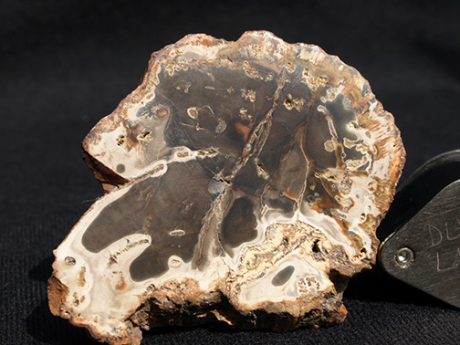 %_tempFileName3185a_PetrifiedWood_Madagascar%