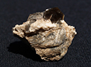 %_tempFileName2089_Muscovite_TollgateMine_Middletown_CT_USA%