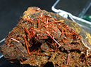 %_tempFileName2867-2_Crocoite_AdelaideMine_Dundas_Tasmania_Australia%
