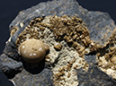 %_tempFileName3099-1_Spherosiderite_Spokane_WA_USA%