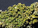 %_tempFileName3180-2_Pyromorphite_LesFargesMine_Usset_Correze_France%